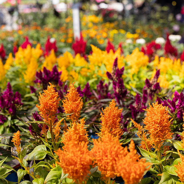 greenhouse-2 image flowers