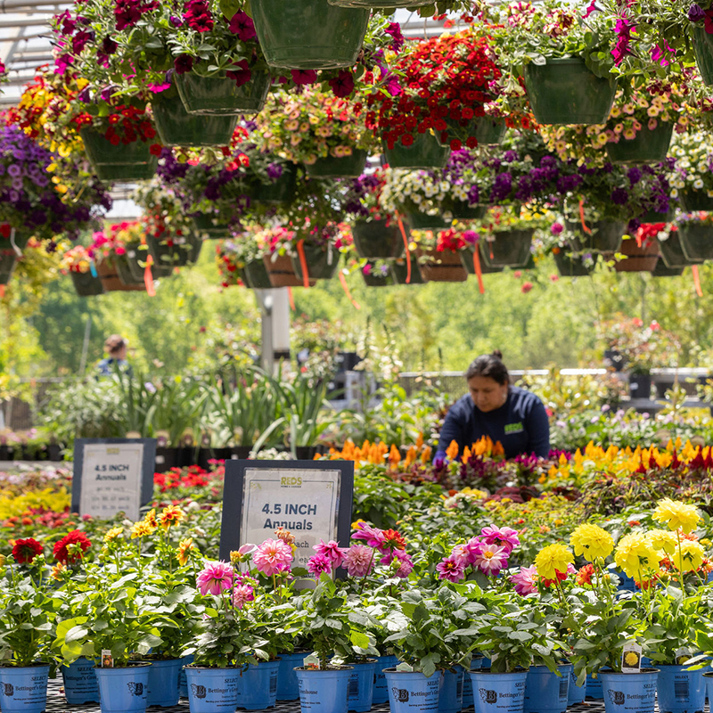 home_greenhouse image flowers